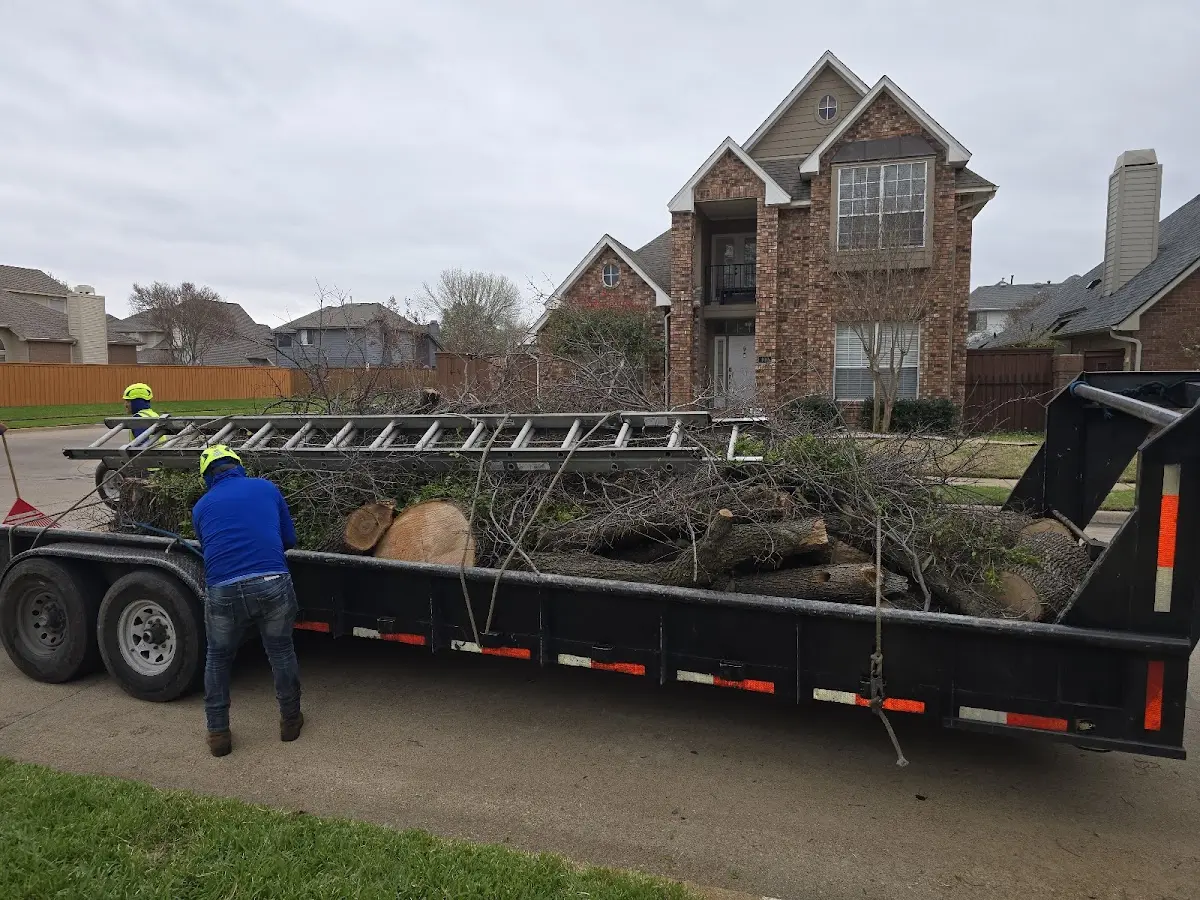 Expert Tree Fertilization with proper safety equipment in Mantua